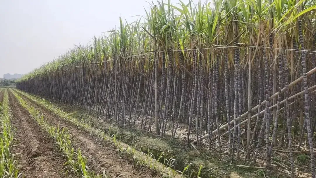 精品乱码一区二区三四区视频